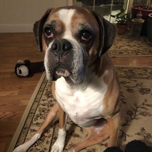 Meet your Posher, Merry